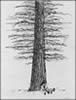 Wacom tablet drawing - "Shade of the Redwood Tree" - by Aaron Jones